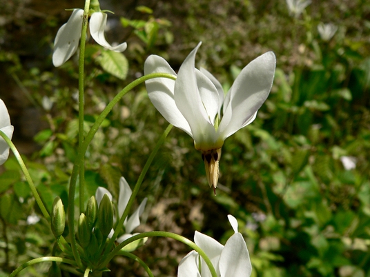 {Dodecatheon meadia}